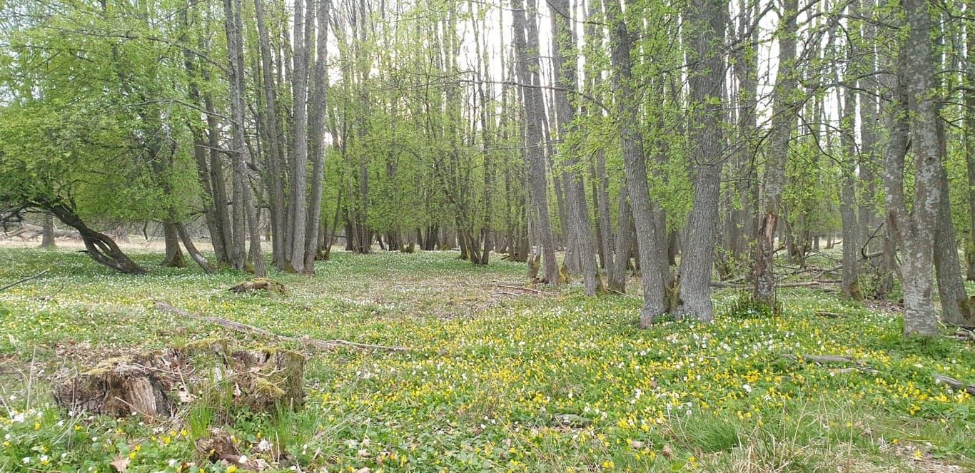 Var-i-Svartinge-skogen-scaled.jpg