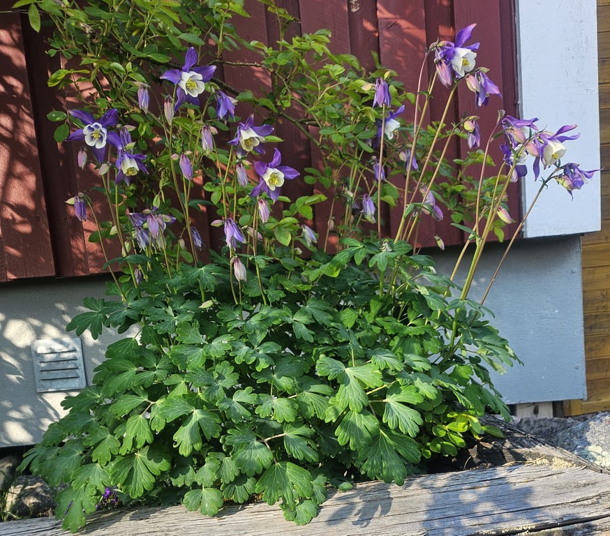 Allsång